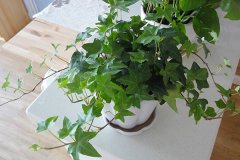 银行租赁绿植净化空气哪株强？