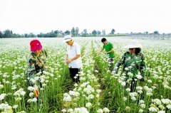 灵宝市苏村乡：韭花种植拓宽致富渠道