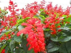 银行租赁花卉一串红怎么养？