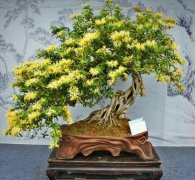 具有“延年益寿”功效的花卉，家里总要养几盆
