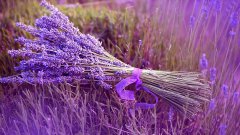 银行绿植租赁的有哪些对人体最有益、提神醒脑