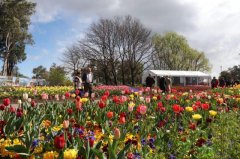 澳大利亚堪培拉举行南半球最大花卉节