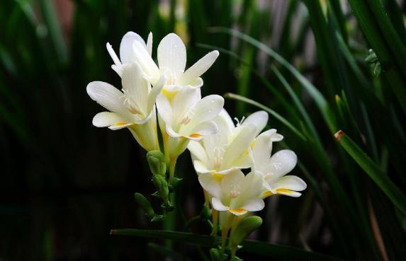 西安花卉租赁香雪兰光长叶不开花，主要是4点没做好！
