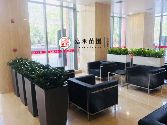 西安银行花卉绿植租摆|北京银行花卉绿植租摆案例