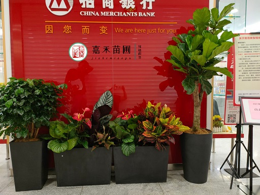 西安银行绿植花卉租赁方案|西安嘉禾苗圃