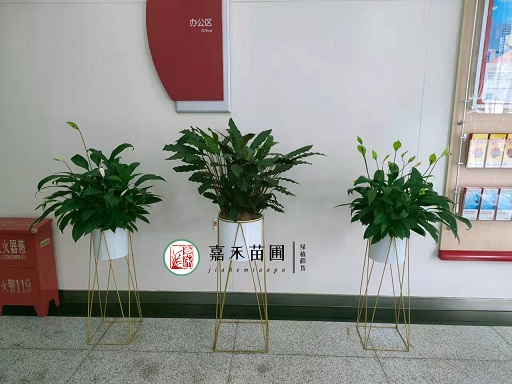 西安银行绿植花卉租赁电话|西安嘉禾苗圃