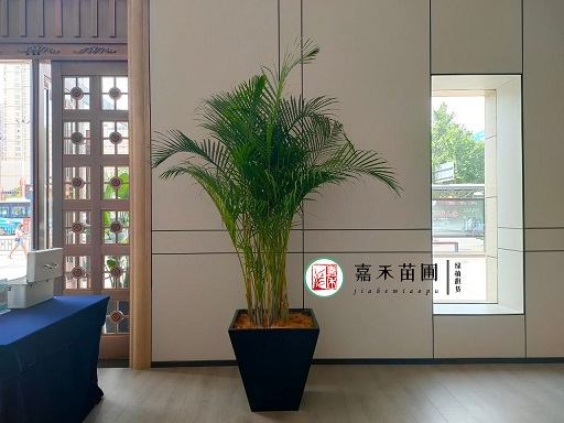 西安银行绿植花卉租赁装饰设计