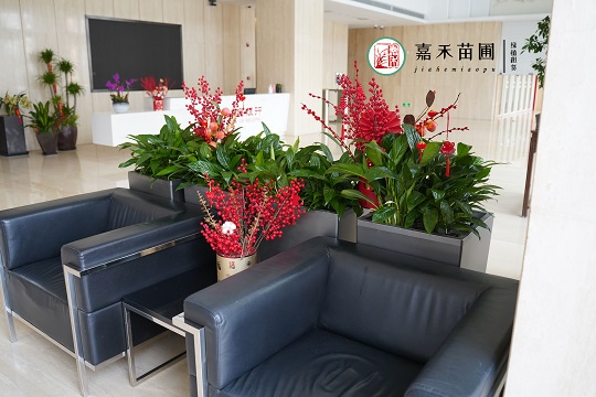 西安银行花卉绿植租赁|西安嘉禾苗圃