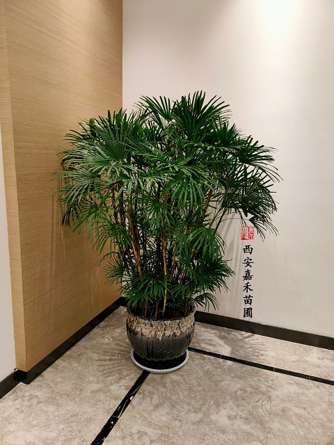西安银行花卉租赁案例|西安嘉禾苗圃