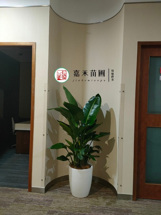 西安银行花卉绿植租赁公司|西安嘉禾苗圃