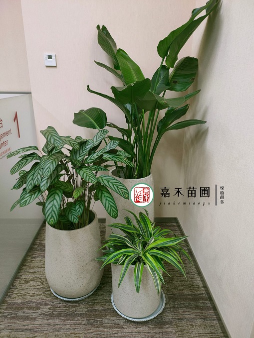 西安银行花卉绿植租赁公司|西安嘉禾苗圃