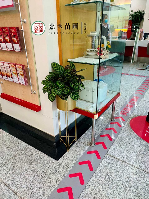 银行绿植租赁报价厂家|西安嘉禾苗圃