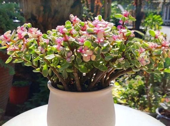 西安花卉租赁推荐|7种“招财花”，春天大爆芽，入手一盆养起来，漂亮又旺家！