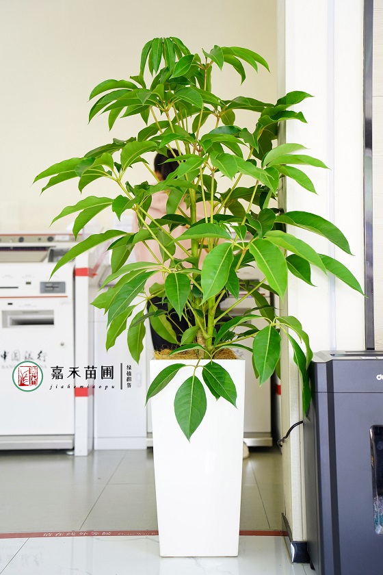 西安银行花卉租赁推荐|西安嘉禾苗圃
