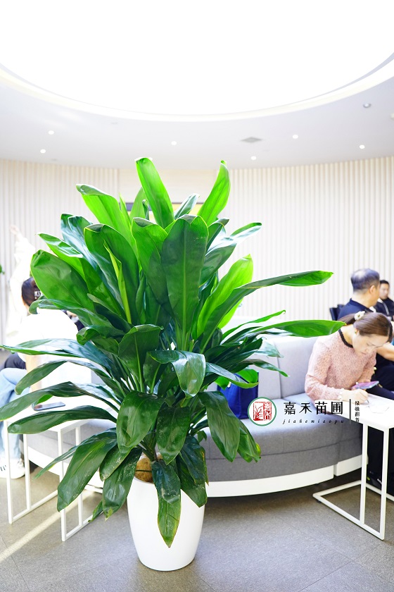 西安银行花卉租摆案例|西安嘉禾苗圃
