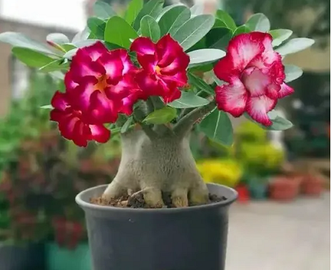 QQ20241216-141234.png