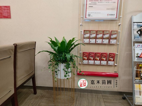 西安银行绿植租赁都会怎么选择供应商呢？
