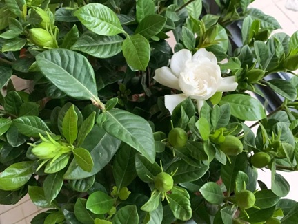 栀子花买回家后什么时候换盆好？