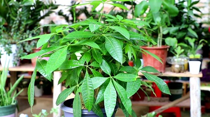 发财树有“三怕”，很多人都做错了，怪不得养不好