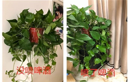 绿萝灌点啤酒，嗖嗖爬满整个床！