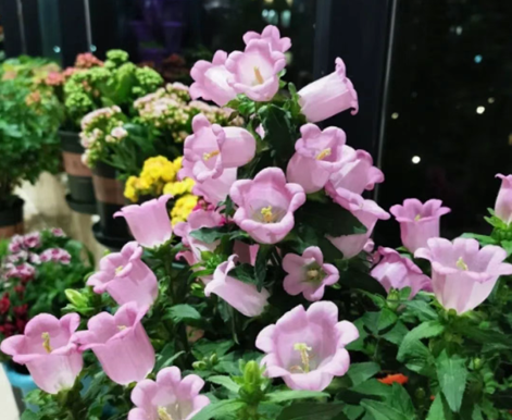 从爆花到度夏，解锁“丹麦风铃草”的秘密