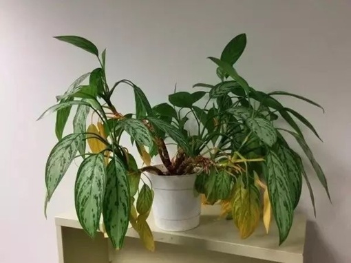 室内植物叶黄的常见6种情况，教你辨别和处理