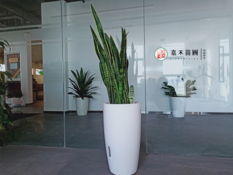 虎尾兰一直不长个子，解决5个养护难题，可促进侧芽萌发