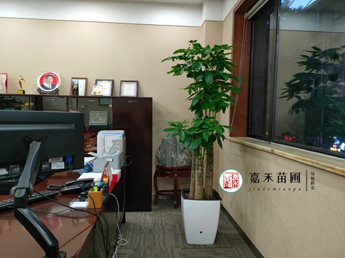 西安办公室绿植租赁|西安嘉禾苗圃