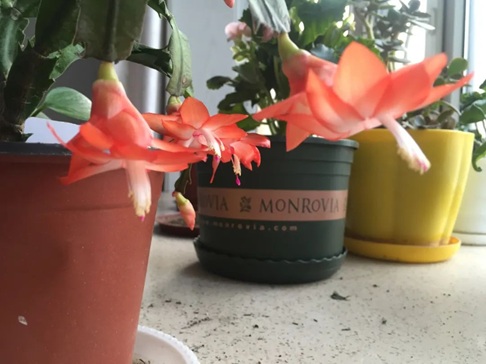 冬天花卉入室易黄叶、烂根?五步预防,让你的花卉健康生长!