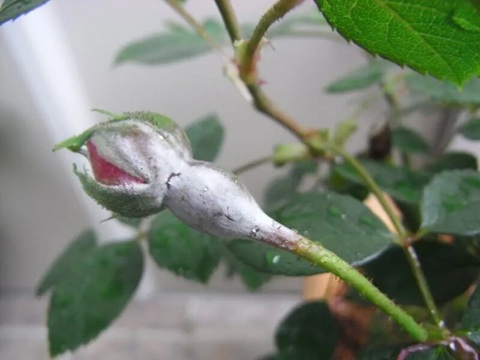 冬季盆栽搬室内注意防治白粉病,要注意学会正确处理