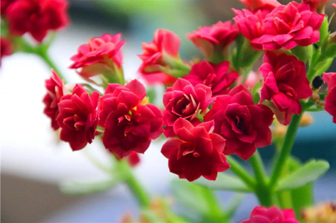 长寿花不开花?教你一个让长寿花一年四季花开不断的方法!