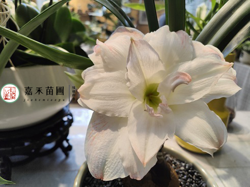 冬季养花,牢记一句口诀“3少1多”,适合大部分花卉