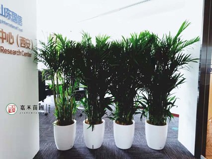 西安绿植租赁:新手友好,让“植物杀手”也能拥有治愈绿意