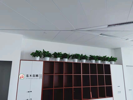 西安室内绿植租赁|西安嘉禾苗圃