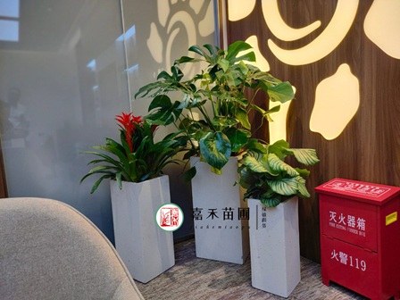 西安银行绿植租摆商家-西安嘉禾苗圃