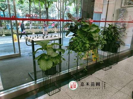 西安银行花卉租赁公司电话15202909185