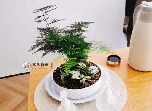 好养的狼尾蕨,关注这几点造型飘逸别致太好看